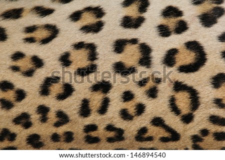 Leopard Skin - Real skin and pattern from Wild Africa, photographed in Namibia - Beauty of the spotted cat.  Dangerous, but oh so beautiful.