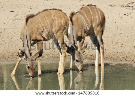 Kudu Antelope from Wild Africa - Animal Babies photographed in Namibia - Two calves drink water in a similar and typical manner.