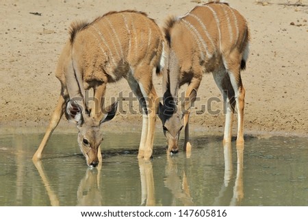 Kudu Antelope from Wild Africa - Animal Babies photographed in Namibia - Two calves of the same age drink water with their reflections and similar pose.