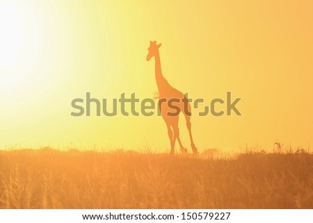 Golden Sunset and Giraffe Silhouette - Wildlife Scenery from Africa - Running towards Heavenly Light of Yellow Magma