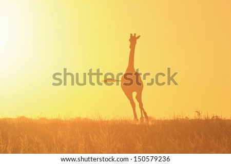 Golden Sunset and Giraffe Silhouette - Wildlife Scenery from Africa - Running into the Sun of Yellow Beauty