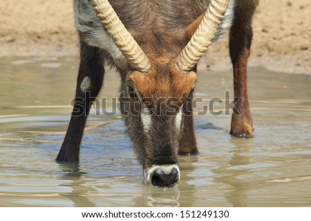 Waterbuck - Wildlife Background from Africa - Quenching thirst from Mother Earth\'s well of golden liquid