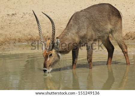 Waterbuck - Wildlife Background from Africa - Drinking Golden Water
