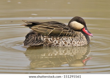 Red Billed Teal - Wild Game Bird Background from Africa - Posing for a portrait of decorative beauty