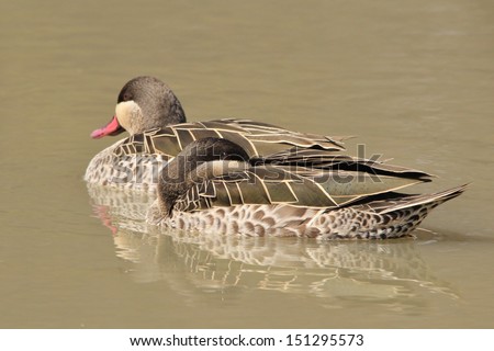 Red Billed Teal - Wild Game Bird Background from Africa - The sleeping pair of beauties