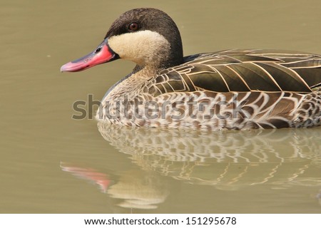 Red Billed Teal - Wild Game Bird Background from Africa - Close-up perfection of plumage and pride