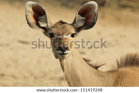 Kudu Antelope - Wildlife Background from Africa - Alerted to Danger