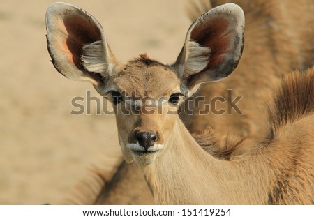 Kudu Antelope - Wildlife Background from Africa - Picking up on noise