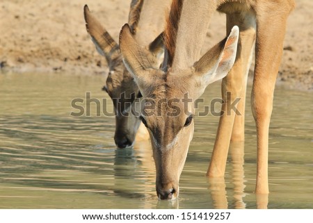Kudu Antelope - Wildlife Background from Africa - Animal Mom and Baby drink water