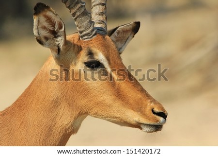 Impala, Common - Wildlife Background from Africa - An old warrior of red stares into the distance