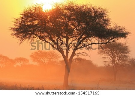 Sunset Background and Silhouette from Africa - Golden light, dust and shadows of the eternal life givers