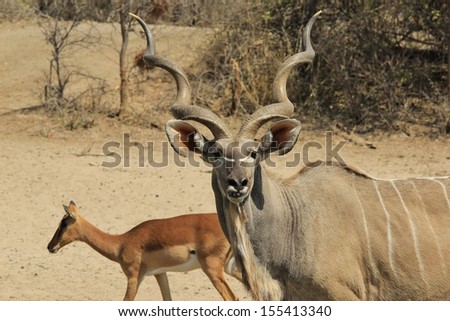 Kudu Antelope - Wildlife Background from Africa - Trophy of the bush with spiral horns and magnificent pose