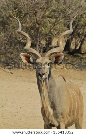 Kudu Antelope - Wildlife Background from Africa - Pose of perfection and twisted horn