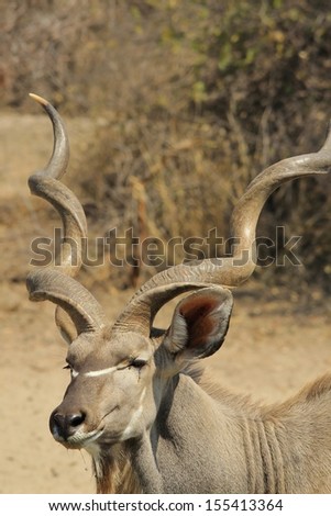 Kudu Antelope - Wildlife Background from Africa - The smiling bull with corkscrew and spiral horns of magnificent stature.