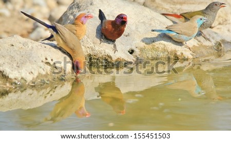 Blue and Violet-eared Waxbill - Wild Bird Background from Africa - Sharing water with family of color