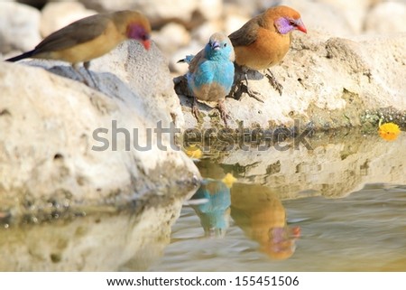 Blue and Violet-eared Waxbill - Wild Bird Background from Africa - Friends of color and fantastic beauty