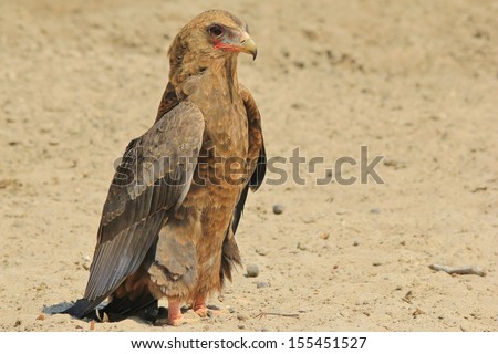Bateleur Eagle, young - Wild Bird Background from Africa - Cloak of feathers and color