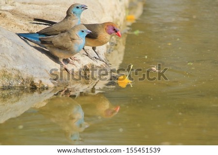 Blue and Violet-eared Waxbill - Wild Bird Background from Africa - Cuties of the wild and free