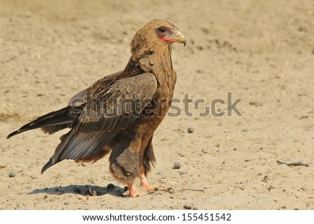 Bateleur Eagle - Wild Bird Background from Africa - Posture of the young and proud