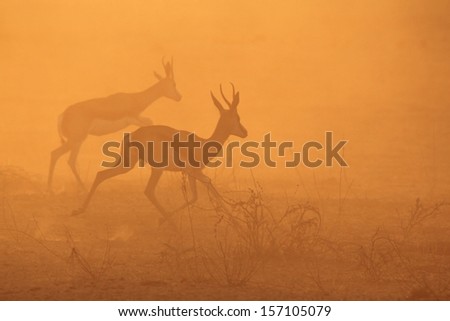 Springbok - Wildlife and Sunset Background from Africa - Wonders of the Wild and Beauty from the Animal Kingdom through Nature
