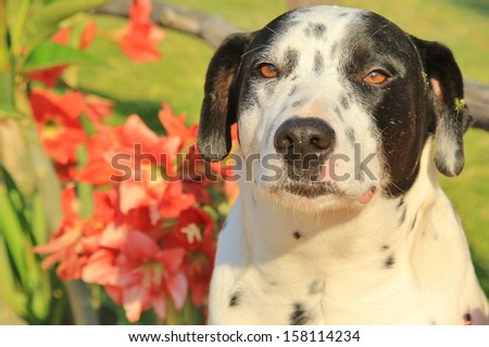 Dogs as pets - Background of the cute and adorable Man\'s best friend.  Dalmatian and Amarillo Flowers