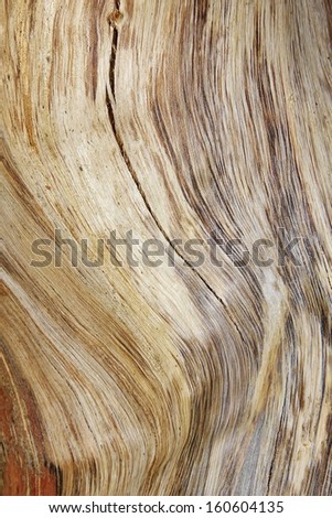 Wood of and old tree exposed - Wood Background and Texture  - Wavy cracks of dried, classic Hardwood