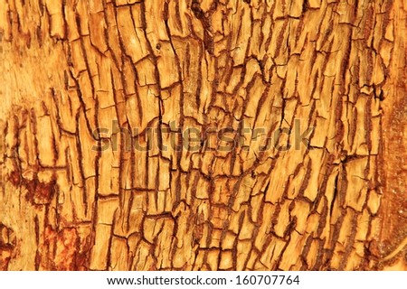 Yellow Bark Background and Natural Textured Beauty from the wilds - Contours, lines and contrasts that shape out beauty through aged wood and bark from a tree in the wild.