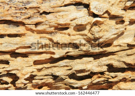 Textured Background of a Termite Damaged log - Wood beauty from Nature