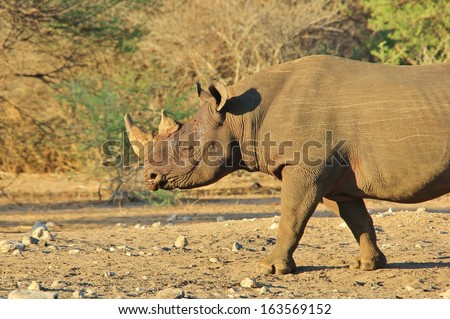 Black Rhino - Wildlife Background from Africa - Rare and Endangered Species