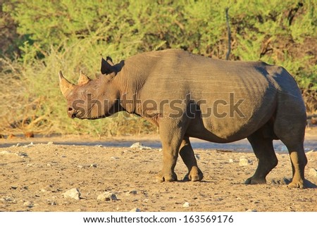 Black Rhino - Wildlife Background from Africa - Rare and Endangered Species of Brut format