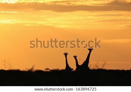 Giraffe Sunset Silhouette - Wildlife Background from Africa - Golden Beauties from Nature
