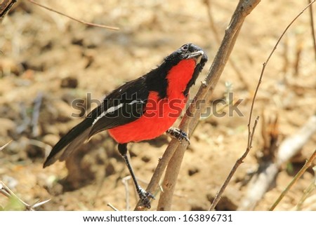 Crimson Breasted Shrike - Colorful Wild Bird Background from Africa - Curious Red