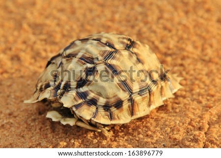 Natural Patterns and Textured Backgrounds from Africa - Leopard Pattern Tortoise Shell