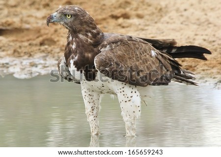 Martial Eagle - Wild Bird Background from Africa - Super Predator of the Skies