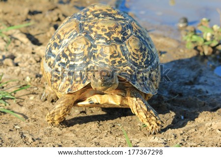 Leopard-skinned Tortoise - Wildlife Background from Africa - Nature's Iconic Slow Shell of Color