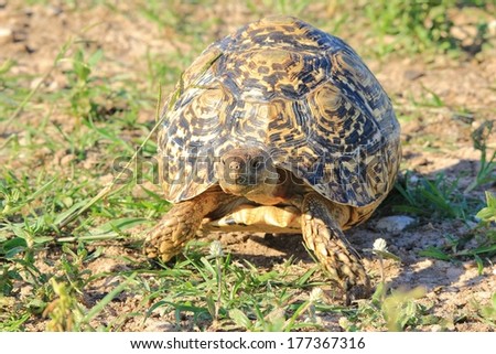 Leopard-skinned Tortoise - Wildlife Background from Africa - Nature\'s Iconic Slow Shell of Color