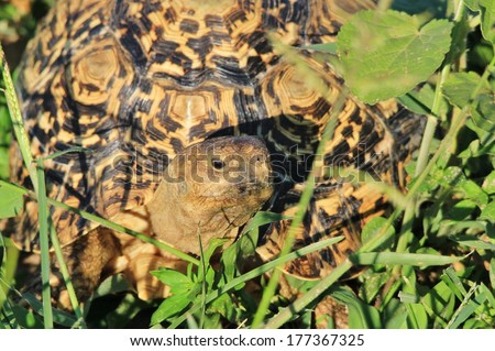 Leopard-skinned Tortoise - Wildlife Background from Africa - Nature's Iconic Slow Shell of Color