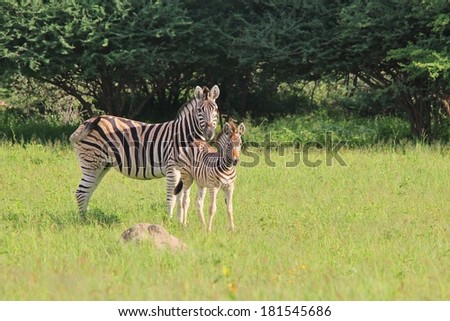 Zebra - Wildlife Background from Africa - Animal Babies and their Moms