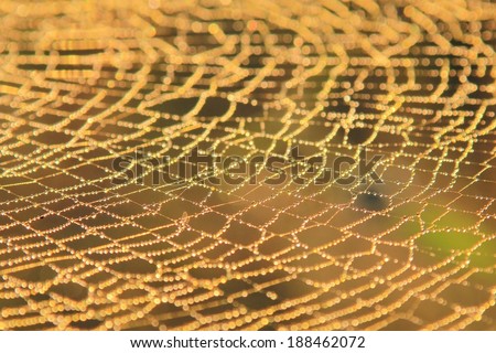 Spider Cobweb - Nature Background of intricate design - Golden Orb Web Weaver Spider net