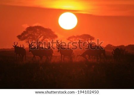 Red Hartebeest - Wildlife Background from Africa - The Color of Peace and Tranquility