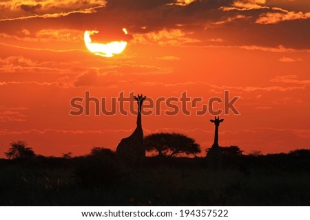 Giraffe - Wildlife Background from Africa - Magnificent Nature, Majestic Animals
