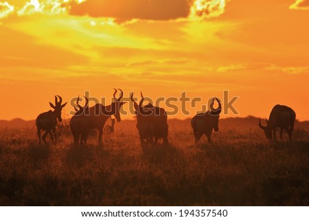 Red Hartebeest - Wildlife Background from Africa - Glow of Animal and Beauty from Nature
