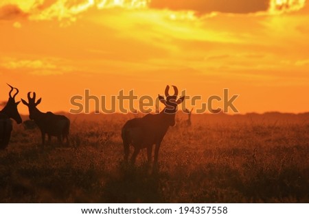 Red Hartebeest - Wildlife Background from Africa - Glow of Animal and Beauty from Nature