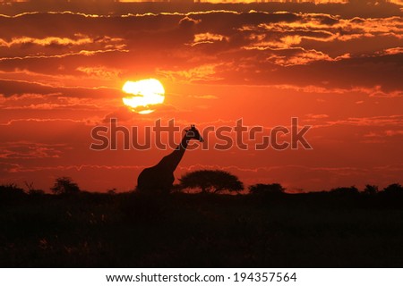 Giraffe - Wildlife Background from Africa - Magnificent Nature, Majestic Animals