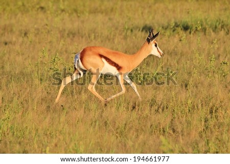 Springbok - Wildlife Background from Africa - Run of Freedom