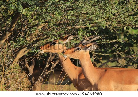 Impala - Wildlife Background from Africa - Beautiful Animals from Nature