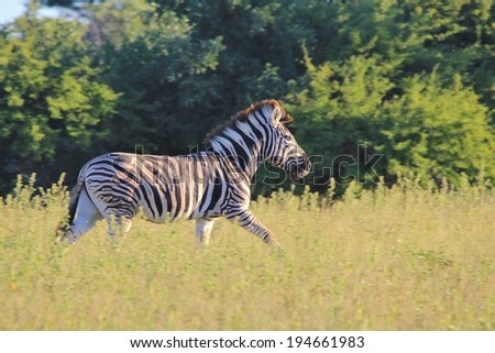 Zebra - Wildlife Background from Africa - Running Stripes of Freedom