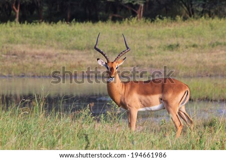 Impala - Wildlife Background from Africa - Beautiful Animals from Nature