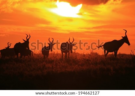 Animal Sunset of Gold - Wildlife Background from Africa - Red Hartebeest Herd of Color