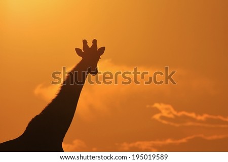 Giraffe Sunset - Wildlife Background from Africa - Wonderful Colors and Beautiful Harmony from Nature